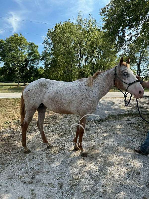 bald-mare