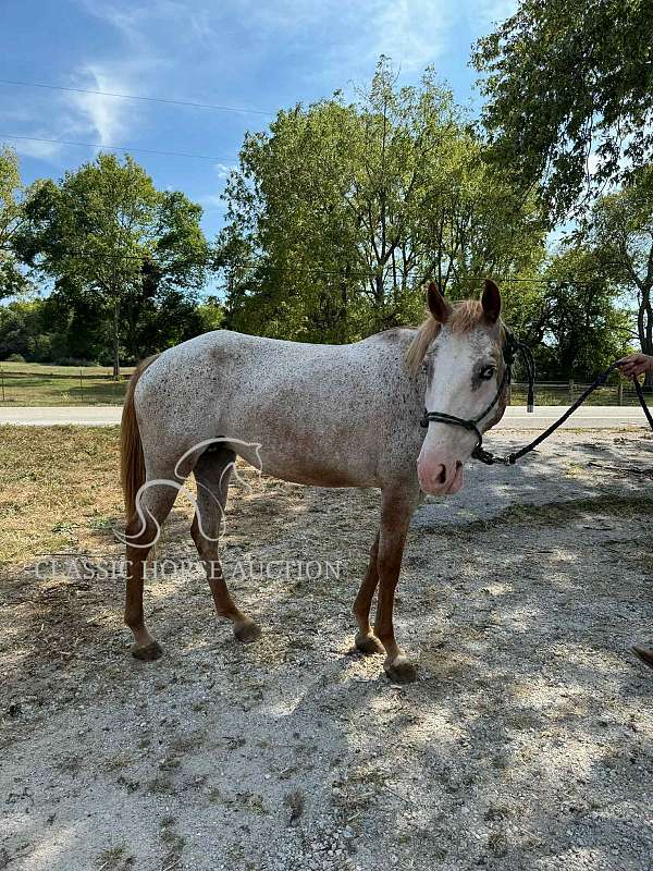 bald-face-mare