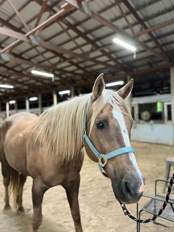 quarter-horse-gelding