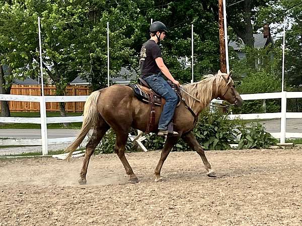 quarter-horse