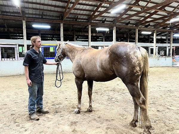 quarter-horse-for-sale