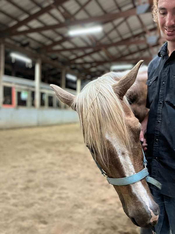 palomino-palomino-quarter-horse-gelding