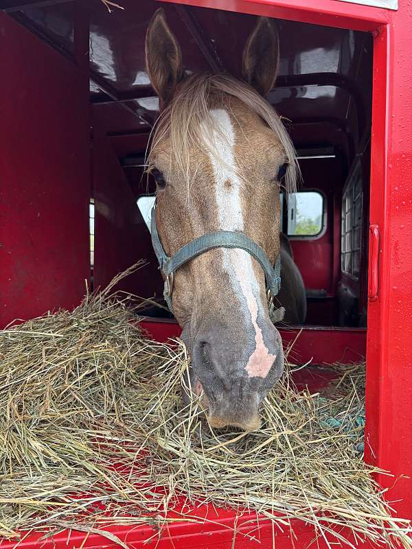 gelding