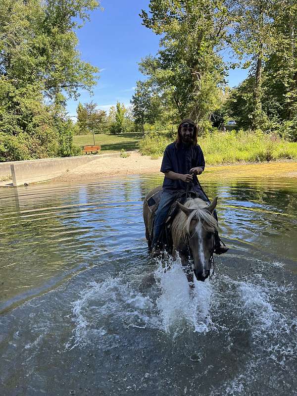 trail-palomino-quarter-horse