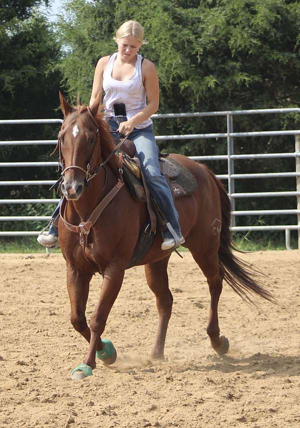 barrel-quarter-horse