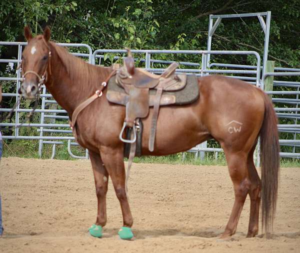 barrel-racing-quarter-horse