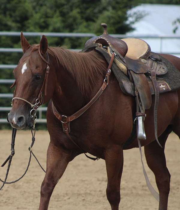 money-winner-quarter-horse