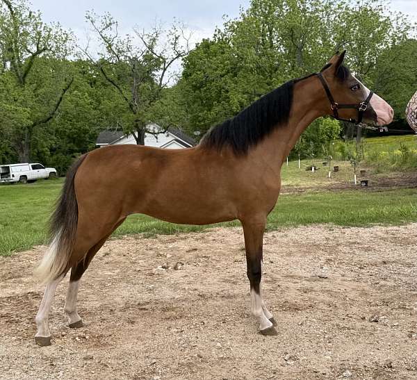 bay-splash-pony