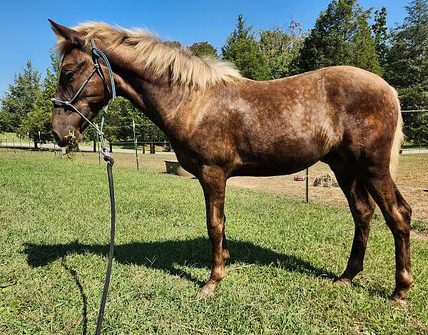 lip-sbip-a-tiny-few-white-hair-star-horse