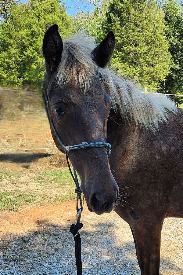 chocolate-lip-sbip-a-tiny-few-white-hair-star-horse