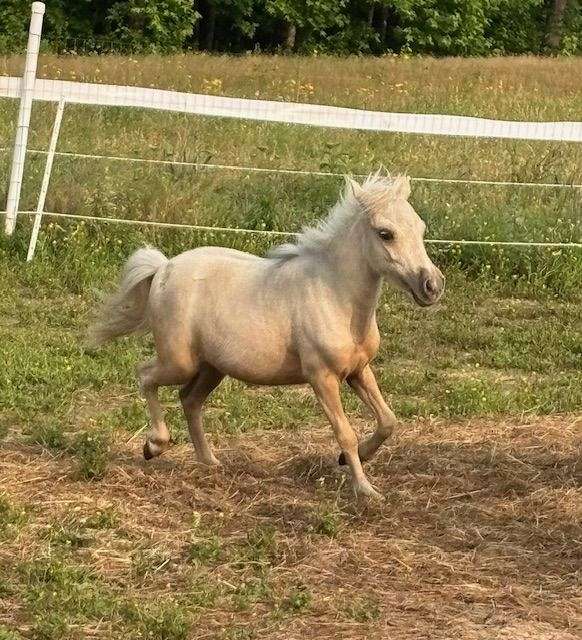 therapy-miniature-palomino-horse