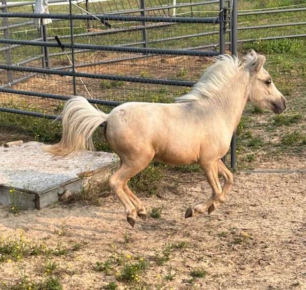 youth-miniature-palomino-horse