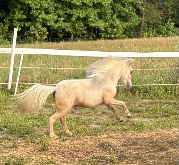 miniature-palomino-filly