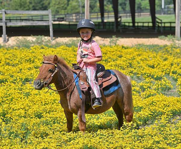 kid-safe-pony