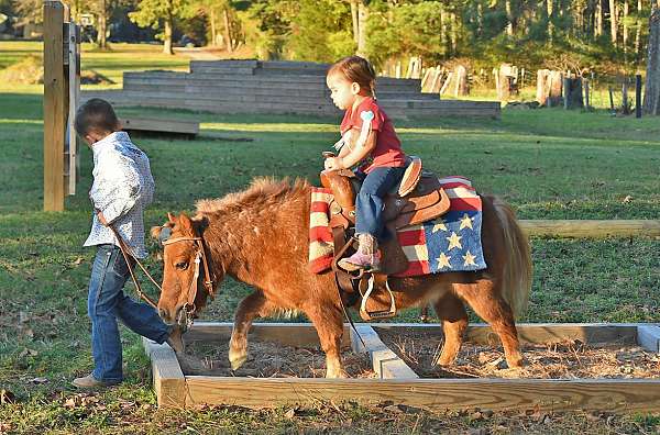 gelding-pony