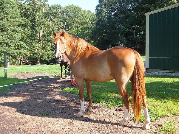 blaze-rocky-mountain-horse