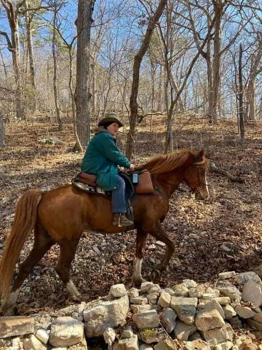 social-rocky-mountain-horse