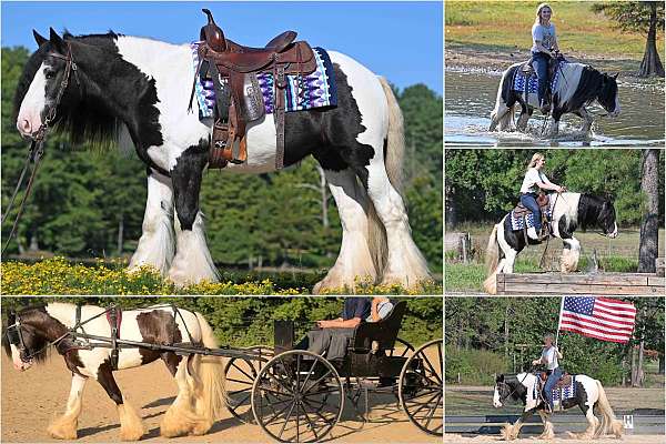 kid-safe-gypsy-vanner-horse