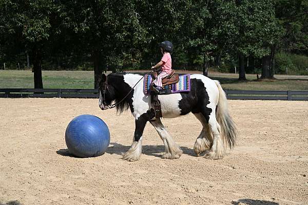 draft-gypsy-vanner-horse
