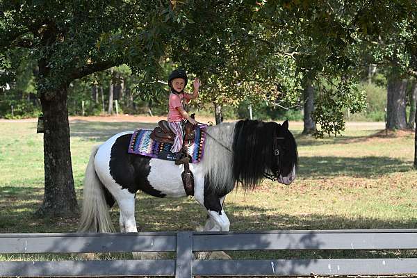 flashy-gypsy-vanner-horse