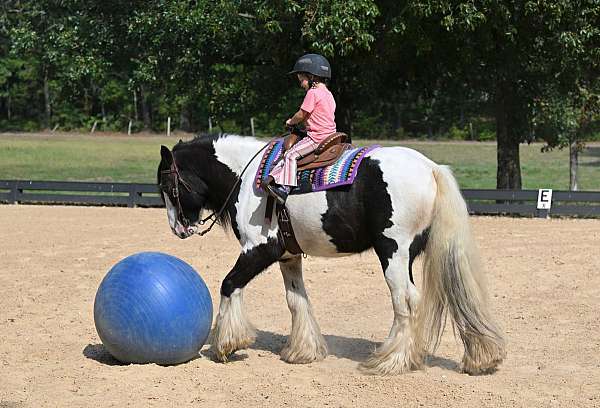 draft-gypsy-vanner-horse