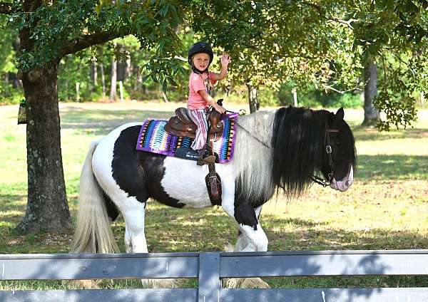 flashy-gypsy-vanner-horse