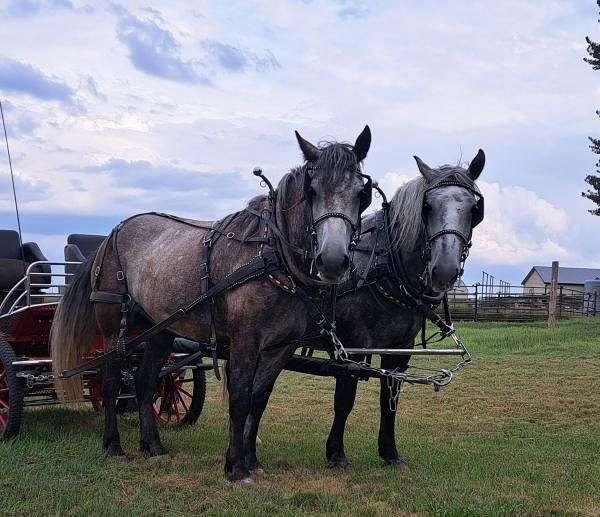 all-around-percheron-horse