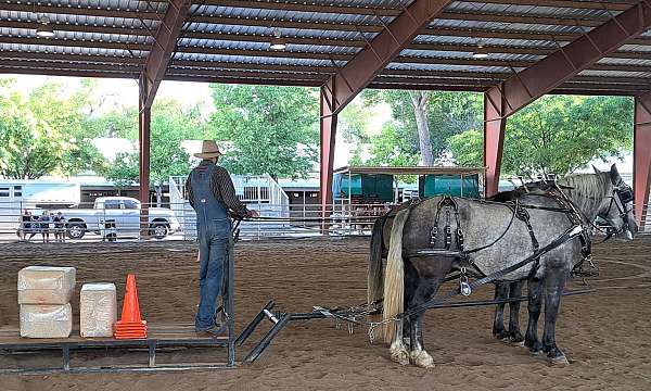 athletic-percheron-horse