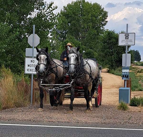 draft-percheron-horse