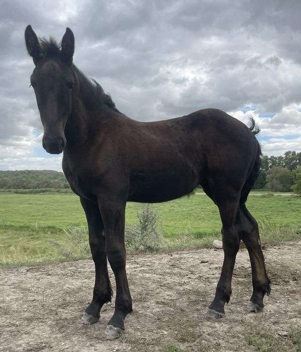 black-draft-percheron-filly-weanling