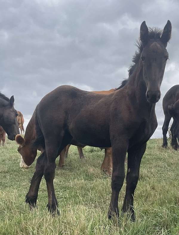 draft-filly-weanling
