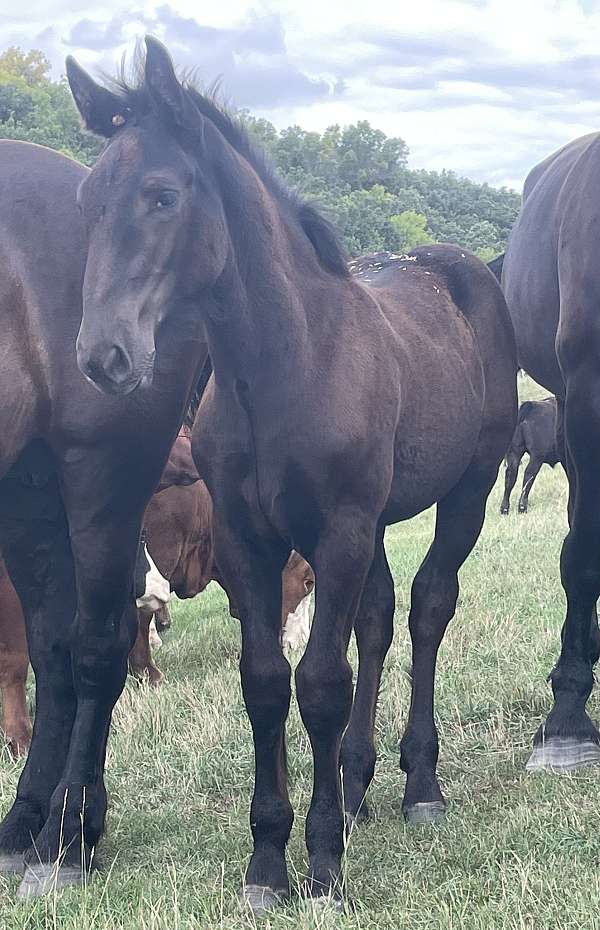 black-filly-weanling-for-sale