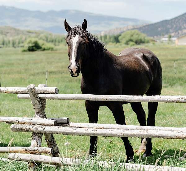 all-around-percheron-horse