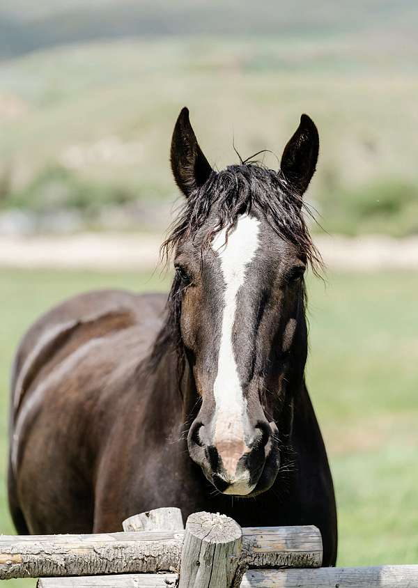 athletic-percheron-horse