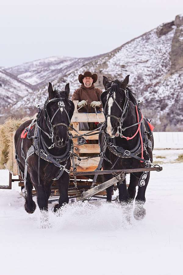 draft-percheron-horse