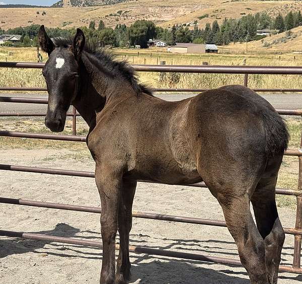 black-draft-percheron-colt-weanling