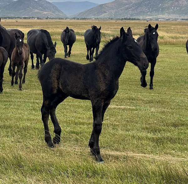 draft-percheron-colt-weanling