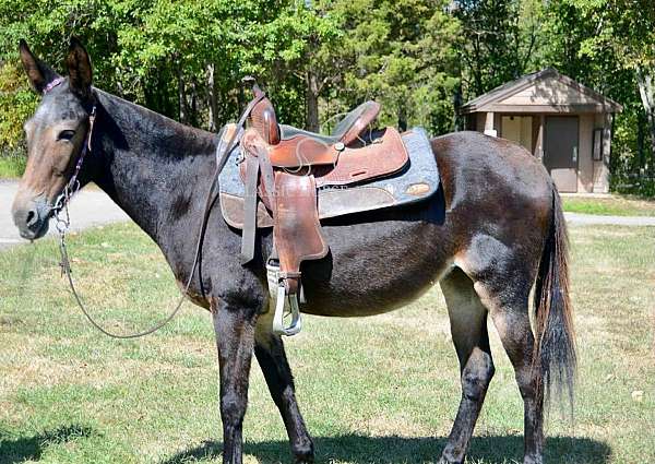choice-mule