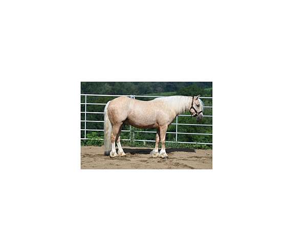 all-around-quarter-pony