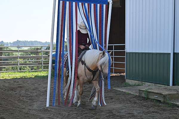 jumper-quarter-pony