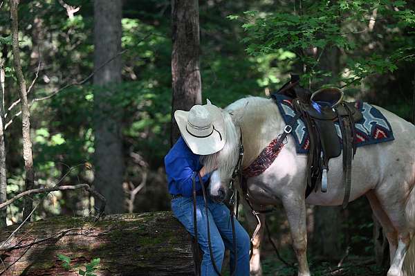 best-buddy-quarter-pony