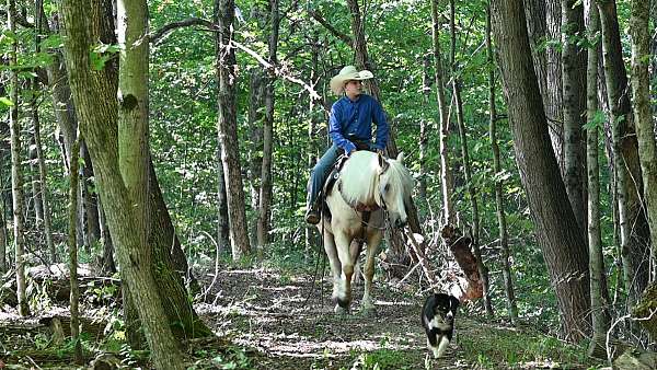 hunter-quarter-pony