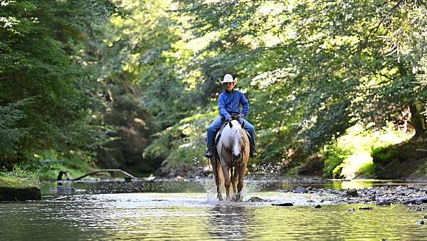 beginner-quarter-pony