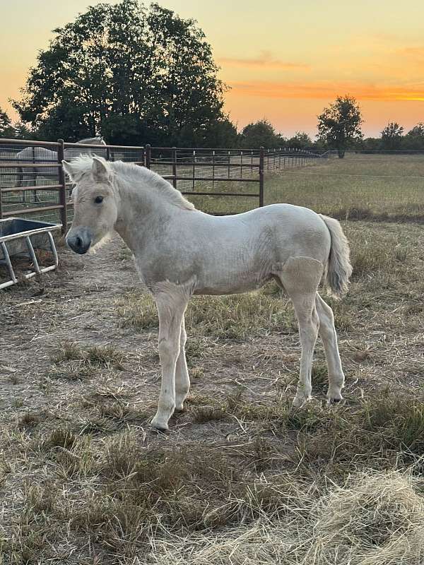 import-fjord-horse