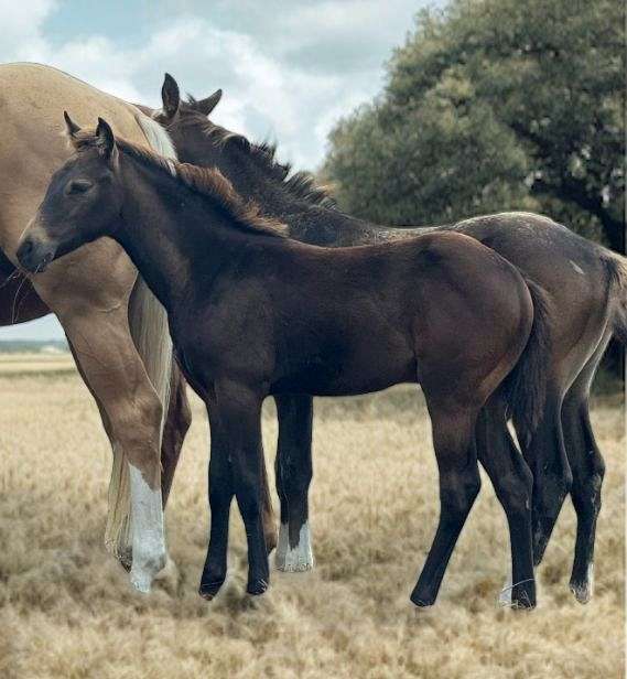 brown-working-cat-horse