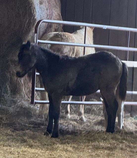 all-around-quarter-pony