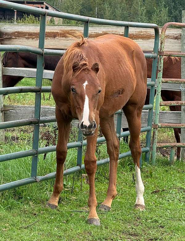 all-around-quarter-pony