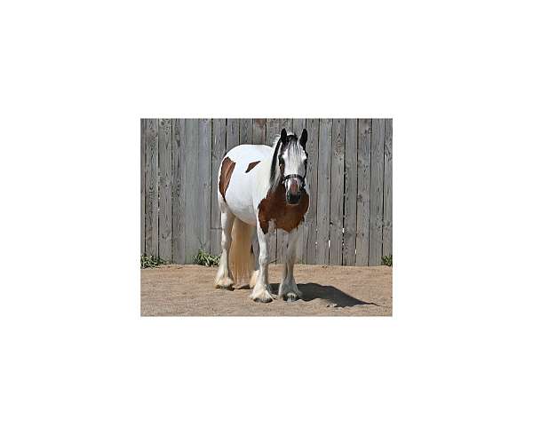 beginner-gypsy-vanner-horse