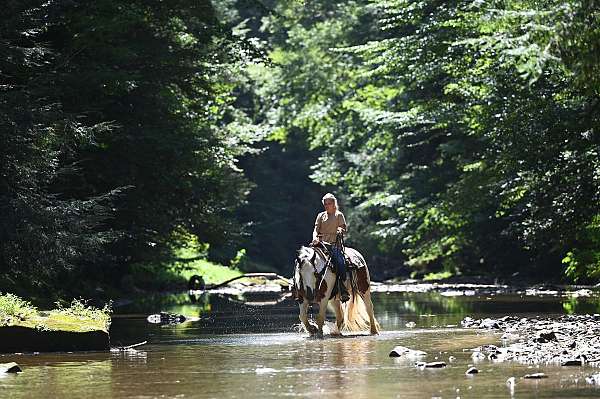 breeding-gypsy-vanner-horse