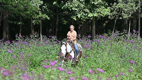 color-producer-gypsy-vanner-horse